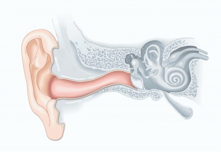 The Outer Ear