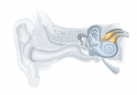 The Auditory Nerve