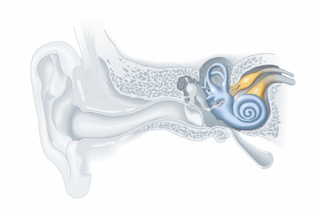 The Inner Ear