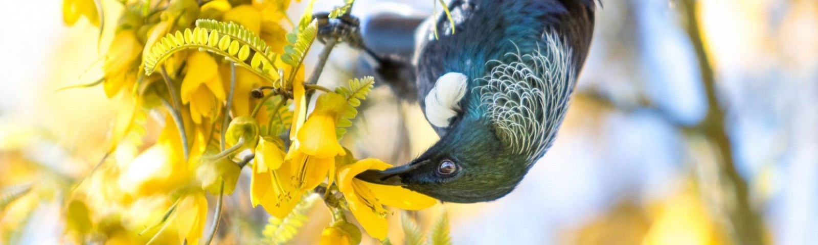 New Zealand Tui