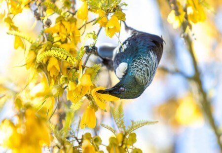 New Zealand Tui